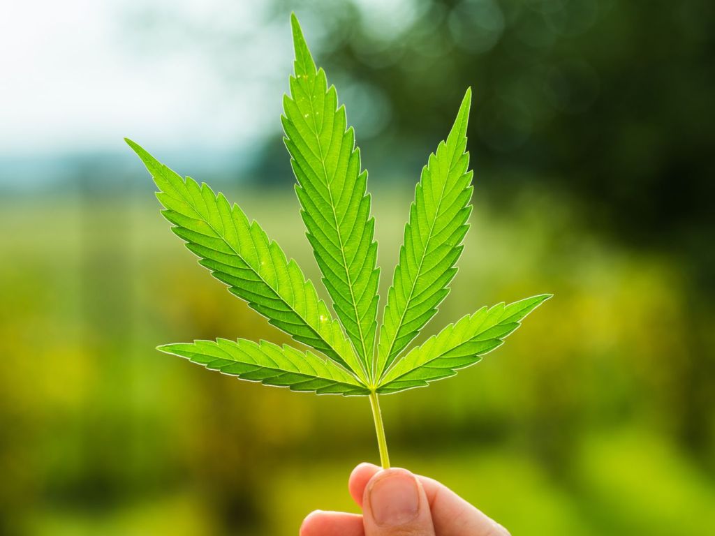 North America Legal Cannabis Market is Expected to Grow at a CAGR of 30.1% During 2023-2028